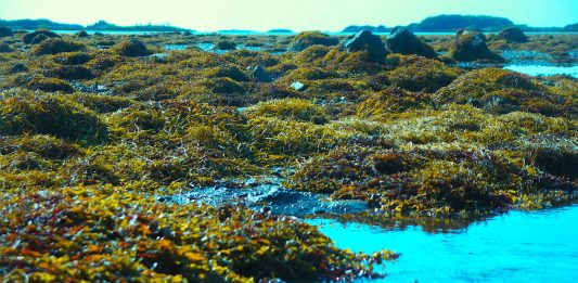 LIAF 2022: Francesco Urbano Ragazzi curerà la biennale delle Isole Lofoten