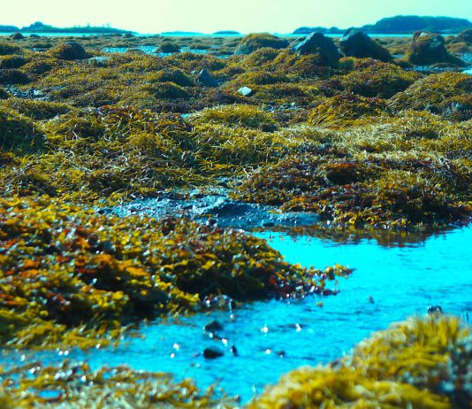 LIAF 2022: Francesco Urbano Ragazzi curerà la biennale delle Isole Lofoten