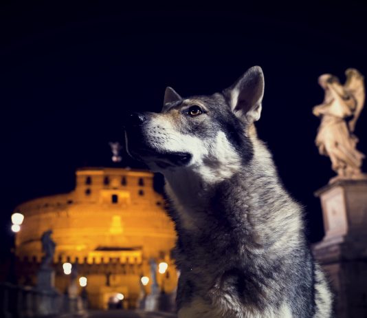 Il futuro dell’URBE, a partire dall’arte: se ne parla su Zoom