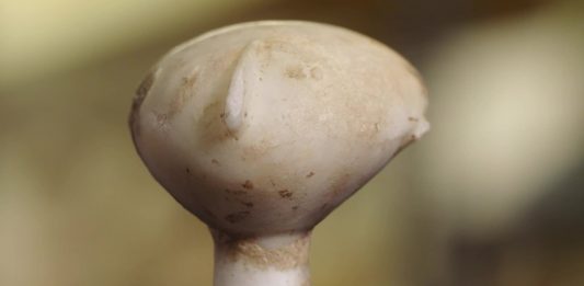 Turchia VS Christie’s: la battaglia legale per il Guennol Stargazer