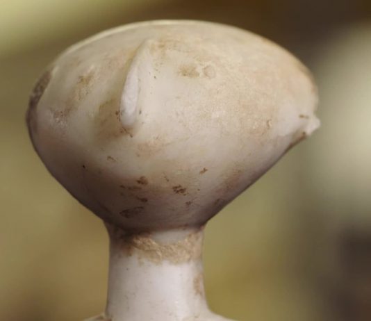 Turchia VS Christie’s: la battaglia legale per il Guennol Stargazer