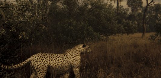 Simona Ghizzoni, Quaderni di un mammifero – MLB Home Gallery