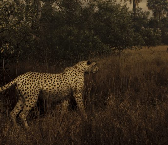 Simona Ghizzoni, Quaderni di un mammifero – MLB Home Gallery