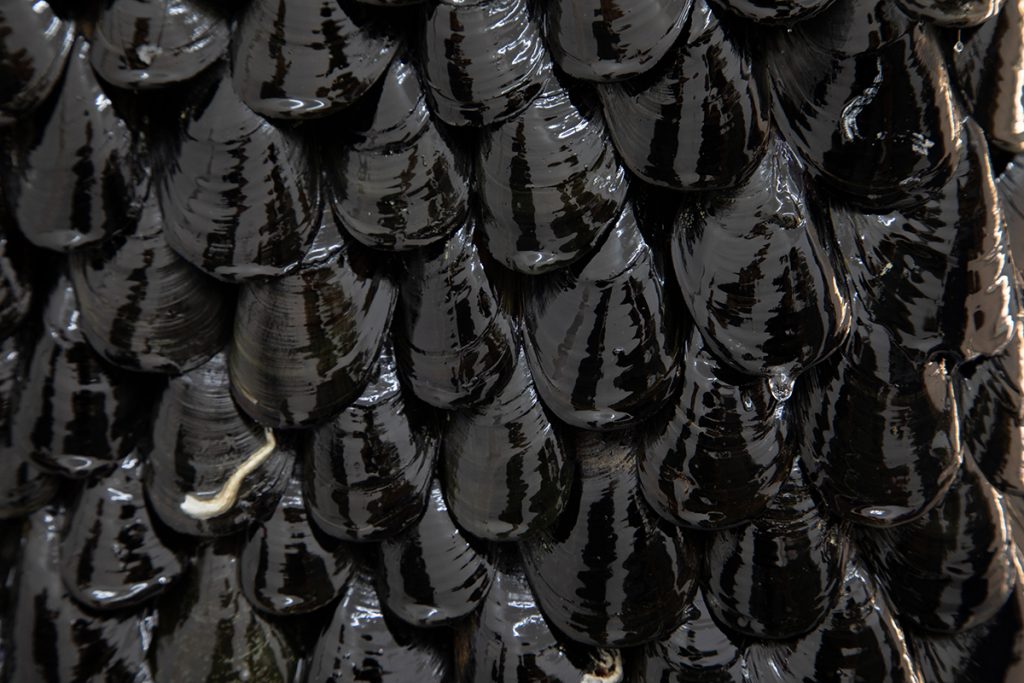 André Romao di marino