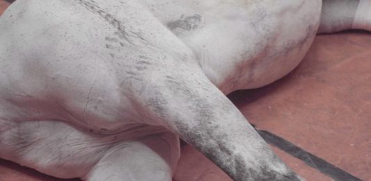 L’estate animale del Mattatoio: il programma di Re-Creatures