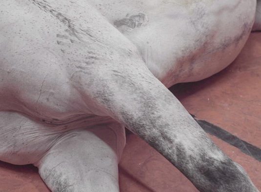 L’estate animale del Mattatoio: il programma di Re-Creatures