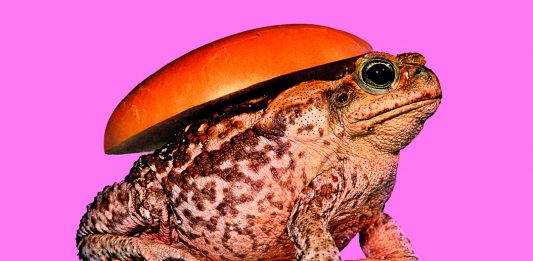 Cattelan, Ferrari e Parr: Toilet Paper a Villa Medici