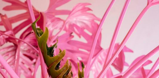 Giacomo Cossio, Atto Unico – Fabbrica Eos