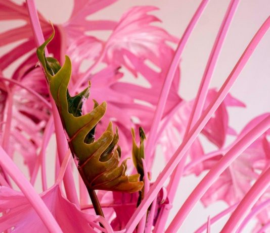 Giacomo Cossio, Atto Unico – Fabbrica Eos