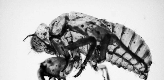 Ecco i vincitori della open call “RESET. Sistema Festival Fotografia racconta la società contemporanea”!