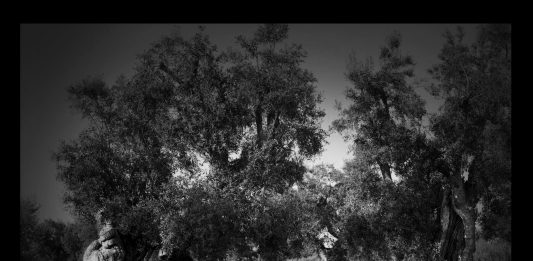 Le fotografie di Francesco Bosso per gli ulivi pugliesi: la raccolta fondi con la Fondazione Sylva