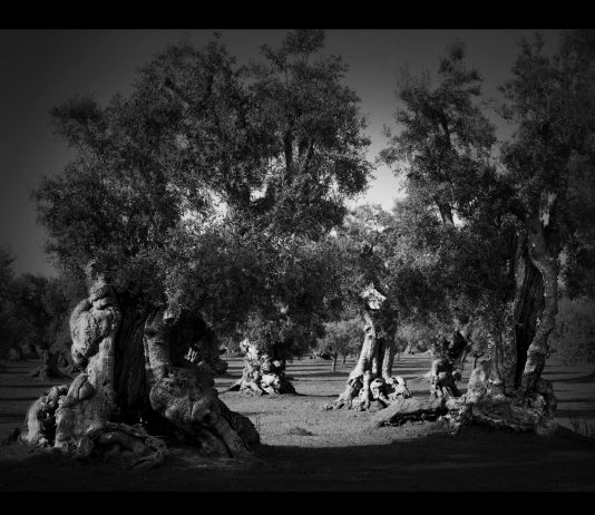 Le fotografie di Francesco Bosso per gli ulivi pugliesi: la raccolta fondi con la Fondazione Sylva