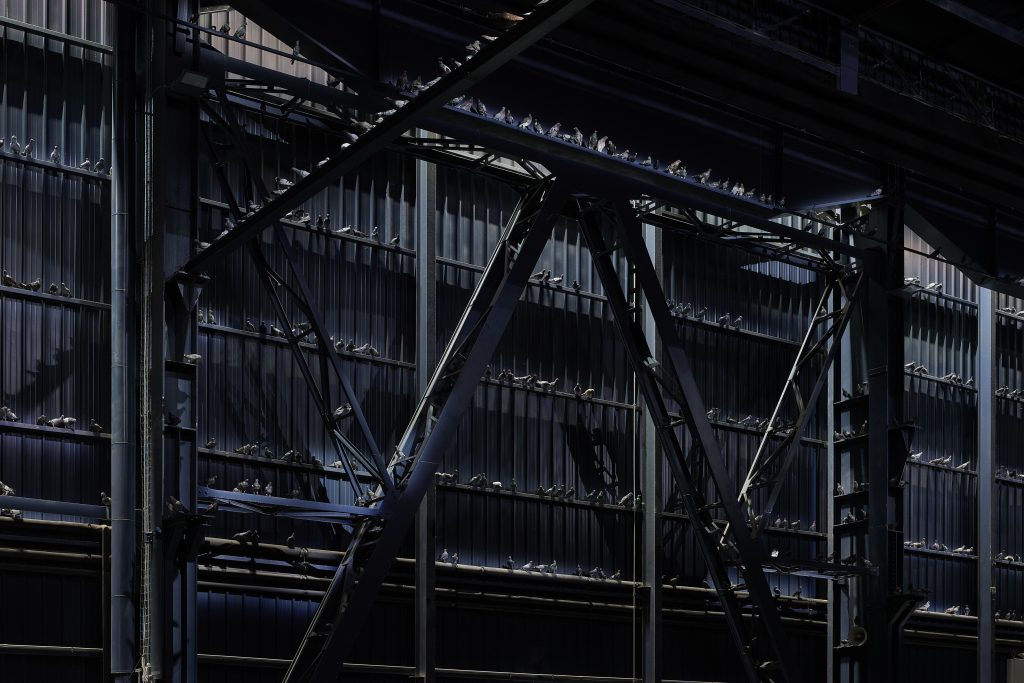 Maurizio Cattelan Ghosts, 2021 Veduta dell’installazione, Pirelli HangarBicocca, Milano, 2021 Piccioni in tassidermia Dimensioni ambientali Courtesy l’artista e Pirelli HangarBicocca, Milano Foto: Agostino Osio