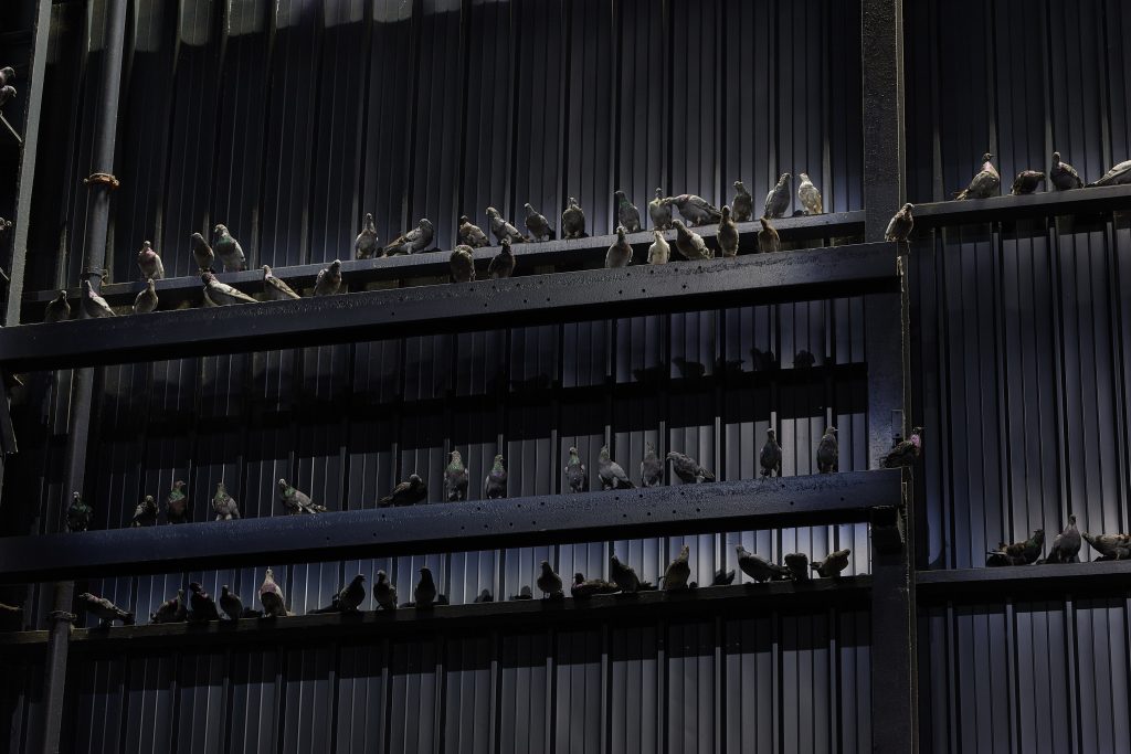 Maurizio Cattelan Ghosts, 2021 Veduta dell’installazione, Pirelli HangarBicocca, Milano, 2021 Piccioni in tassidermia Dimensioni ambientali Courtesy l’artista e Pirelli HangarBicocca, Milano Foto: Agostino Osio