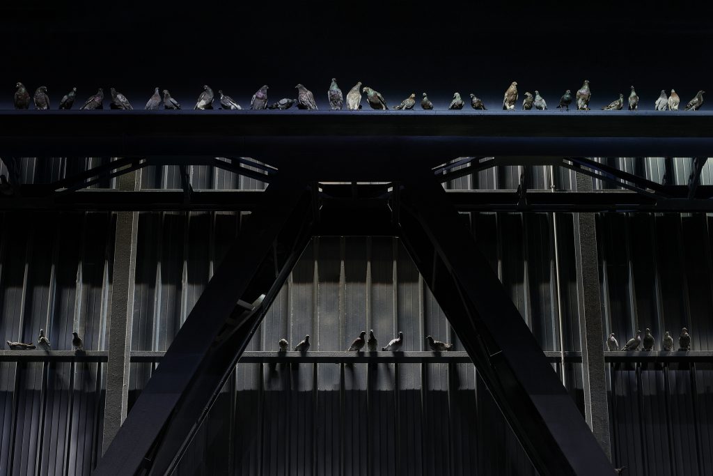 Maurizio Cattelan Ghosts, 2021 Veduta dell’installazione, Pirelli HangarBicocca, Milano, 2021 Piccioni in tassidermia Dimensioni ambientali Courtesy l’artista e Pirelli HangarBicocca, Milano Foto: Agostino Osio