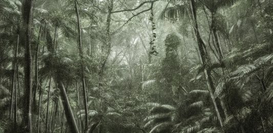 Le corde poetiche della memoria degli alberi