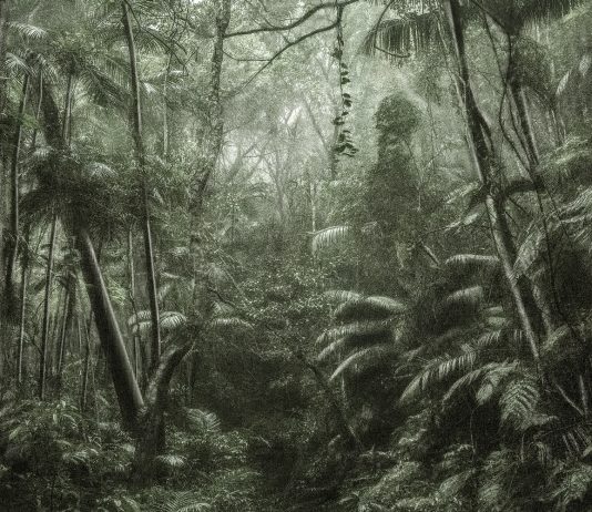 Le corde poetiche della memoria degli alberi