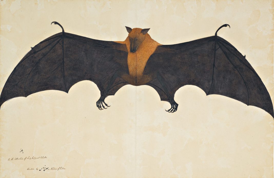 A Great Indian Fruit Bat or Flying Fox, From The Impey Album, Signed by Bhawani Das, Company School, Calcutta, circa 1778-82 (est. £300,000-500,000) sotheby's india