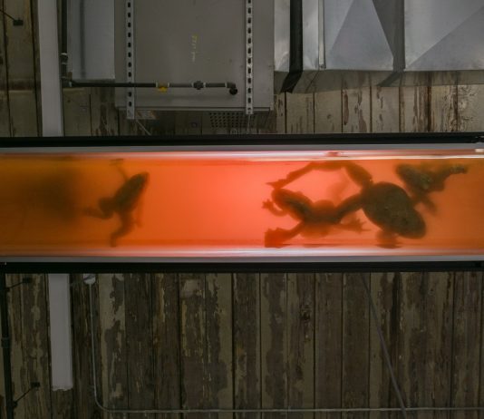 Arte e scienza in dialogo a tre voci, al Palazzo delle Esposizioni di Roma