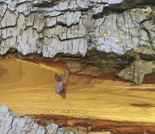 Najm, a Napoli l’arte contemporanea apre terrazze, cortili e giardini