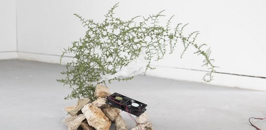 In quattro per la sostenibilità: i vincitori del premio Carapelli for Art 2021