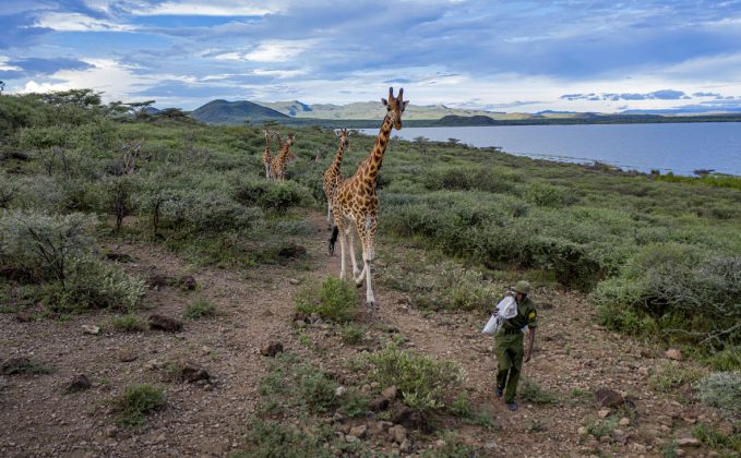 © Ami Vitale_FFE21 Mike Parkei, ranger della Ruko Conservancy, si prende cura delle otto giraffe arenate su un'isola del Kenya