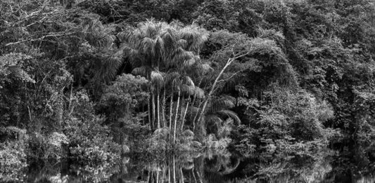 Al MAXXI ambizione e impegno ecologista con la mostra Amazônia di Sebastião Salgado