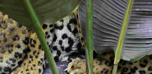 Mazaccio & Drowilal Mazacciology Glenda Cinquegrana Art Consulting, Milano