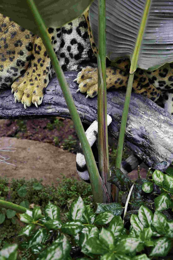 Mazaccio & Drowilal_Wild Card_2015_compress50