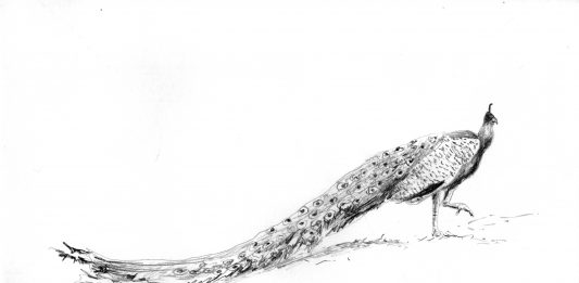 The Drawing Hall: a Bergamo, un nuovo spazio indipendente per il disegno the drawing hall bergamo