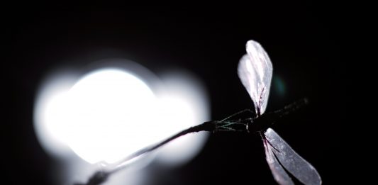 Gestus si trasforma: il secondo atto al Teatrino di Palazzo Grassi