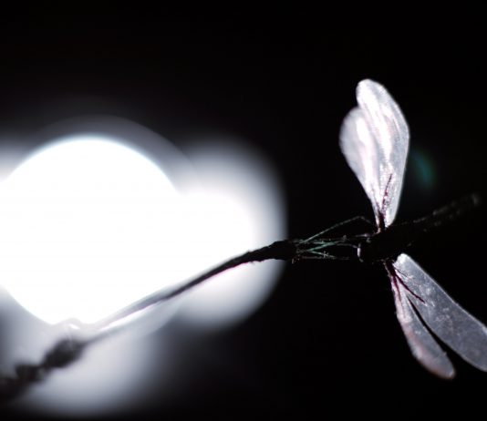 Gestus si trasforma: il secondo atto al Teatrino di Palazzo Grassi