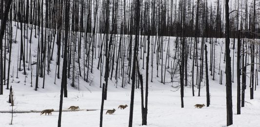 Tra montagne e uffici: i film e i documentari dello Schermo dell’Arte