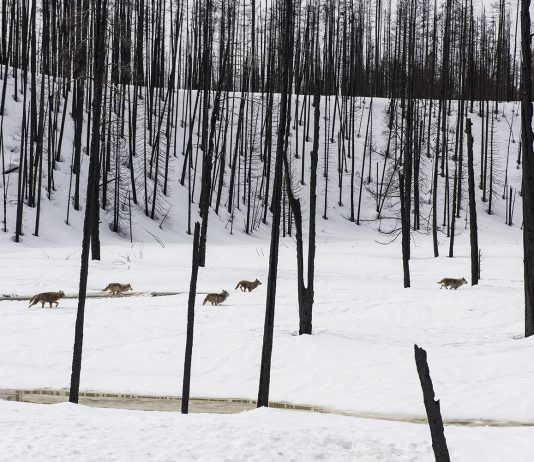 Tra montagne e uffici: i film e i documentari dello Schermo dell’Arte