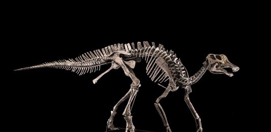 C’è un (altro) dinosauro all’asta da Cambi dinosauro asta cambi