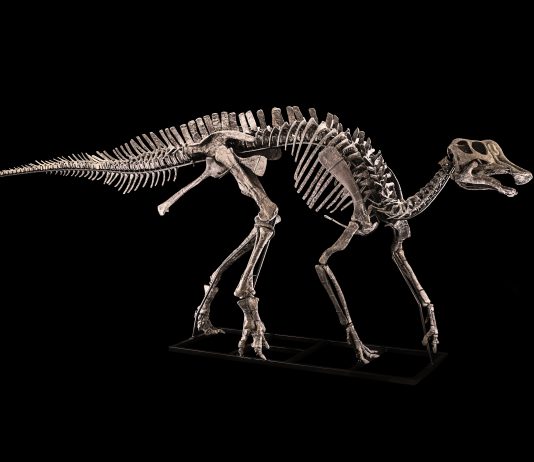 C’è un (altro) dinosauro all’asta da Cambi dinosauro asta cambi