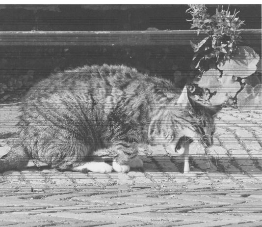 Biennale Arte 2022: l’opera totale di Marco Fusinato per il Padiglione Australia