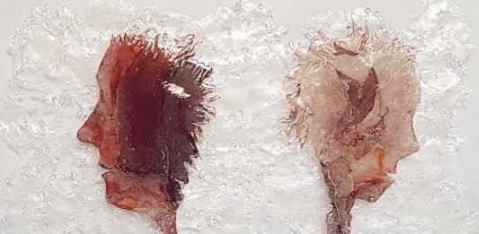 Depaoli, Rota, Tornielli e Trematerra alla galleria Malinpensa, Torino