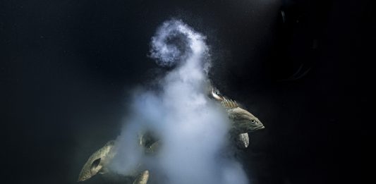 La 57ma edizione di ‘Wildlife Photographer of the Year’ al Forte di Bard, Valle d’Aosta