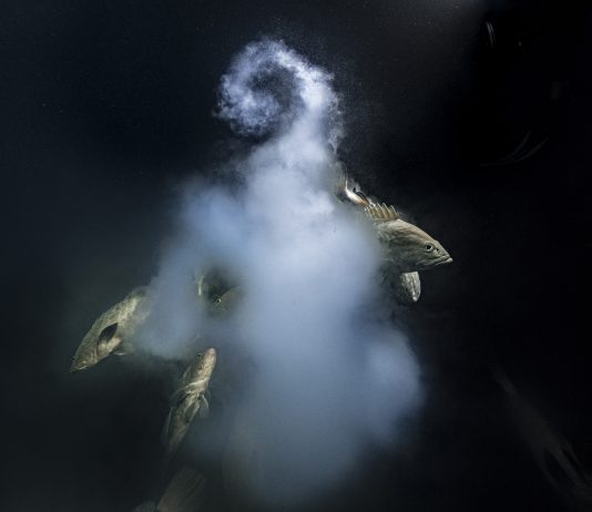 La 57ma edizione di ‘Wildlife Photographer of the Year’ al Forte di Bard, Valle d’Aosta