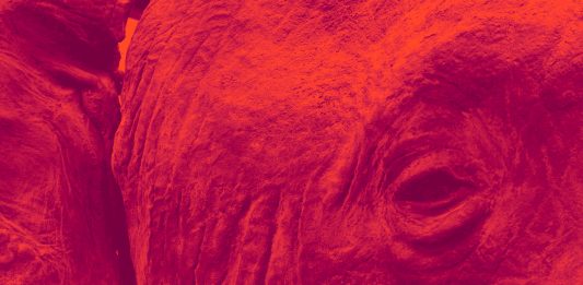 ‘Le natura e la preda. Storie di cartografie coloniali’ al PAV Parco Arte Vivente Torino