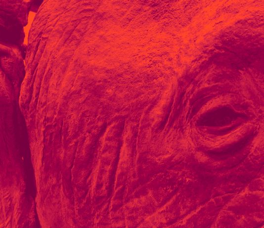 ‘Le natura e la preda. Storie di cartografie coloniali’ al PAV Parco Arte Vivente Torino