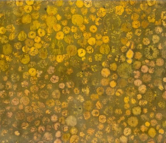 Luca Trevisani, Notes for Dried and Living Bodies in Corso Umberto, Platea Palazzo Galeano