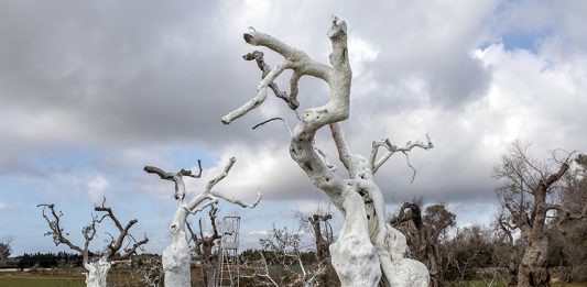 Il campo dei Giganti: In Puglia, gli ulivi diventano opera di Land Art