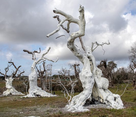 Il campo dei Giganti: In Puglia, gli ulivi diventano opera di Land Art