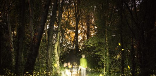 Suono, arte e natura in Romagna: al via la rassegna Elementi