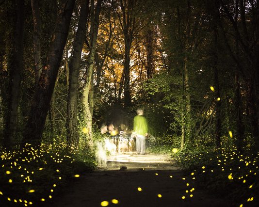 Suono, arte e natura in Romagna: al via la rassegna Elementi