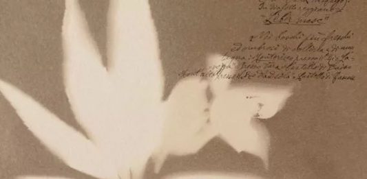 Al Palazzo dei Musei di Reggio Emilia, l’Herbarium fotografico di Alessandra Calò