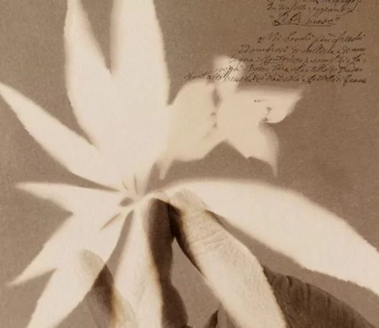 Al Palazzo dei Musei di Reggio Emilia, l’Herbarium fotografico di Alessandra Calò