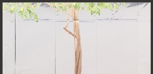 Il cinismo dell’emergenza quotidiana, in 10 fotografie di Mariapia Borgnini